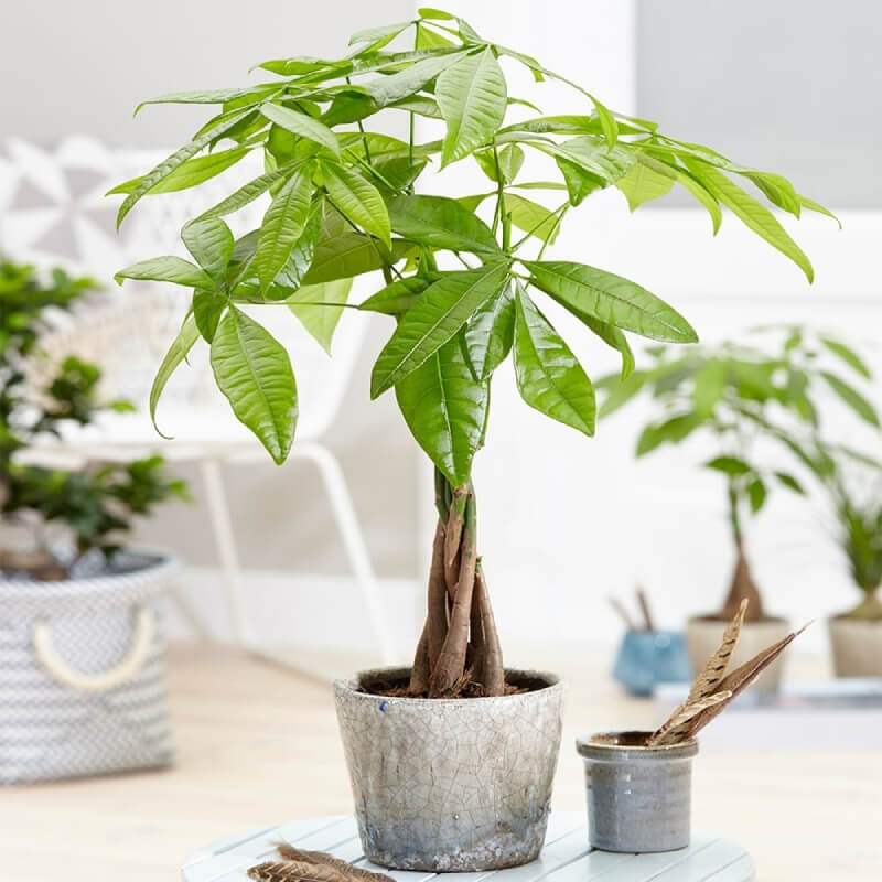 12 loại cây phong thủy theo tuổi