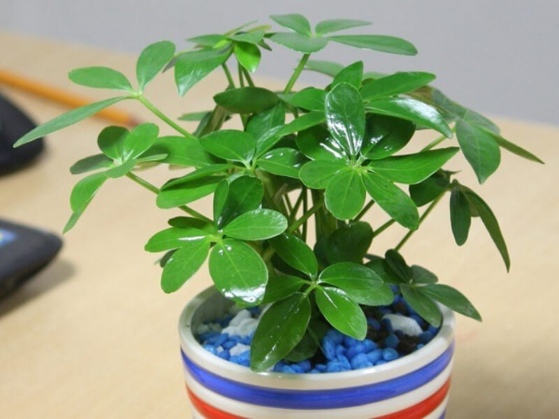 12 loại cây phong thủy theo tuổi
