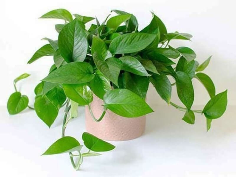 12 loại cây phong thủy theo tuổi