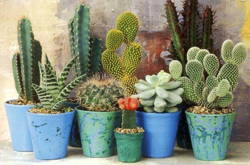 12 loại cây phong thủy theo tuổi