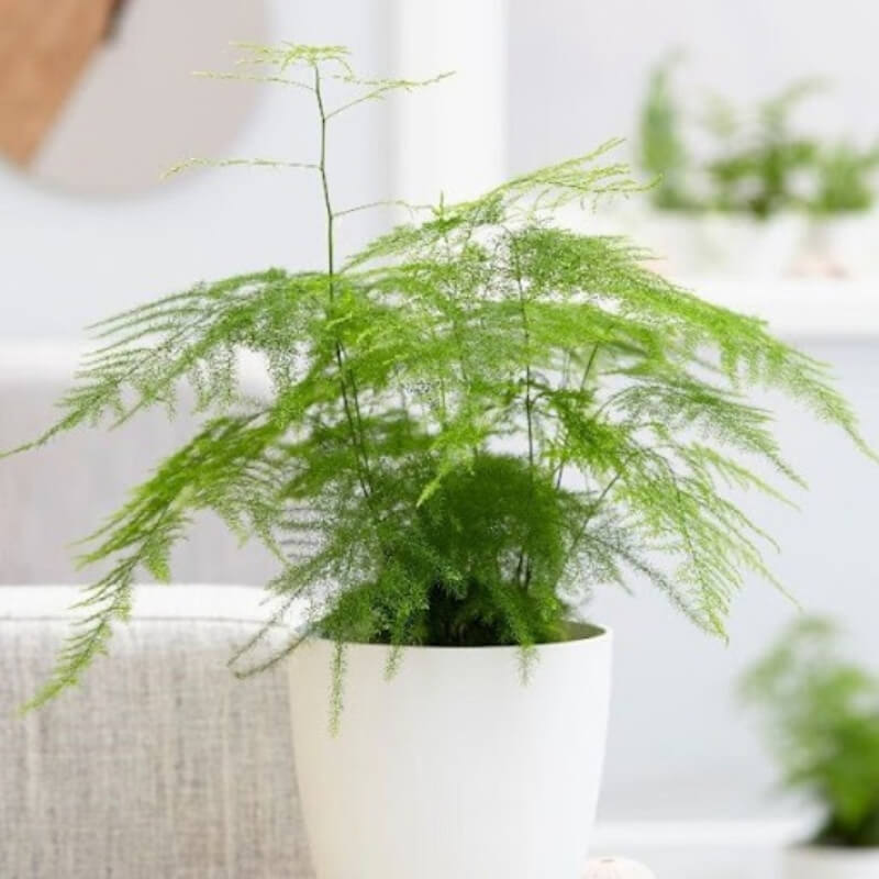 12 loại cây phong thủy theo tuổi