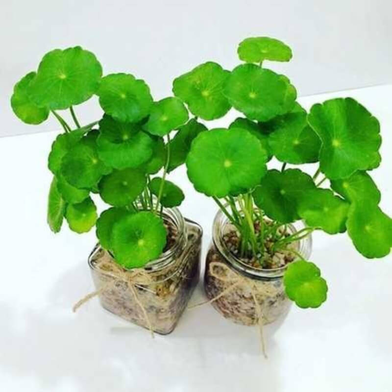 cây đồng tiền phong thủy