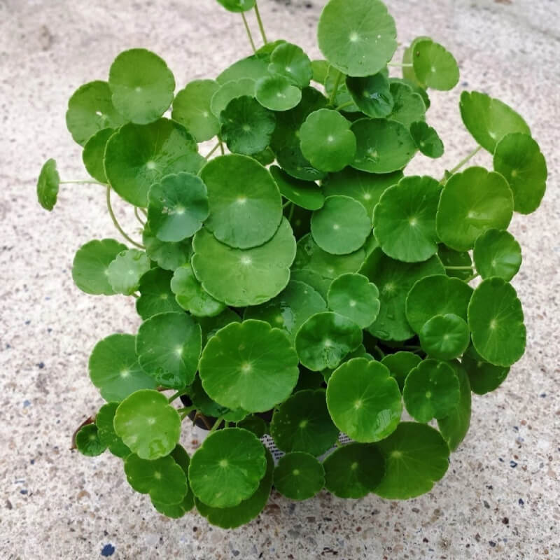 cây đồng tiền phong thủy