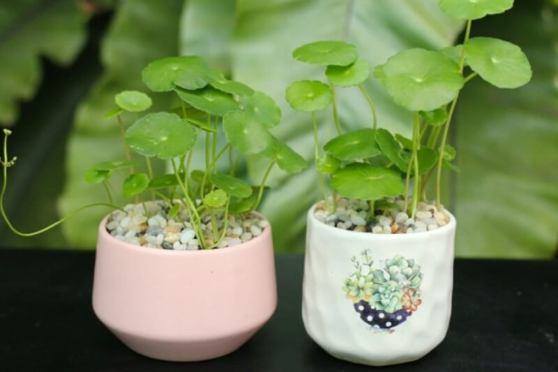 cây đồng tiền phong thủy