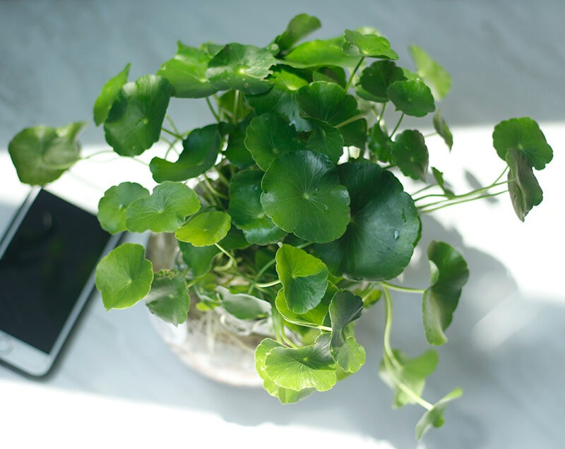 cây đồng tiền phong thủy