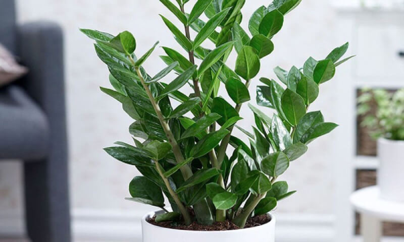 cây phong thủy trong nhà