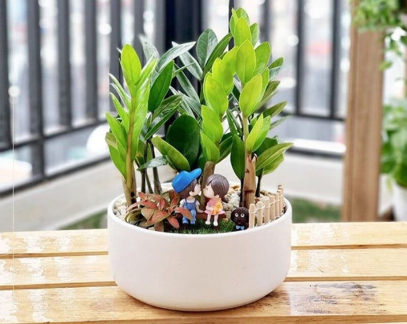 cây kim tiền phong thủy