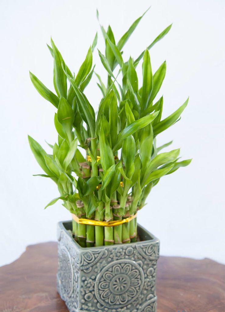 cây phát tài phong thủy