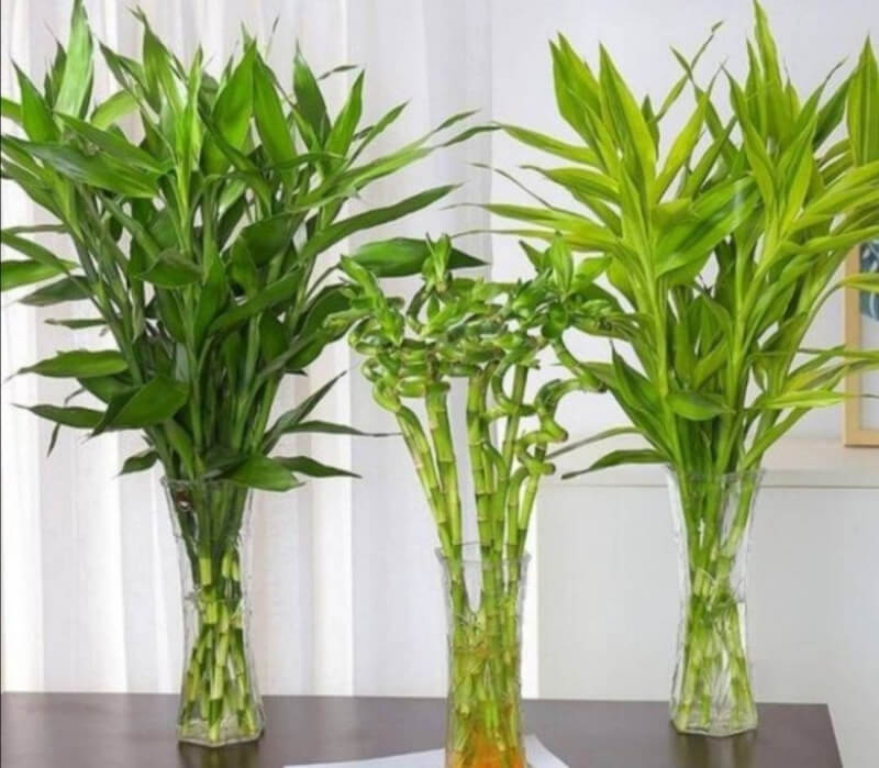 cây phát tài phong thủy