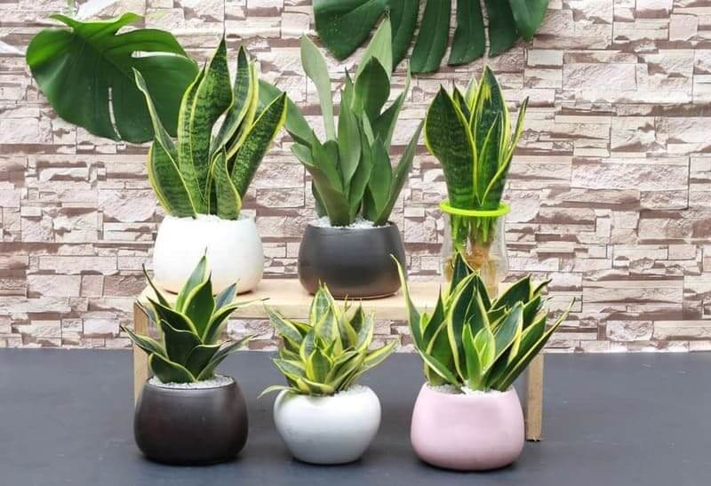 cây phong thủy cho người mệnh thủy