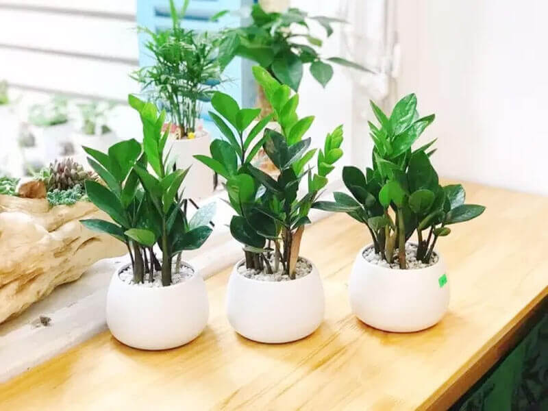 cây phong thủy để bàn