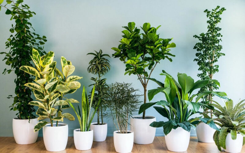 cây phong thủy hợp mệnh mộc