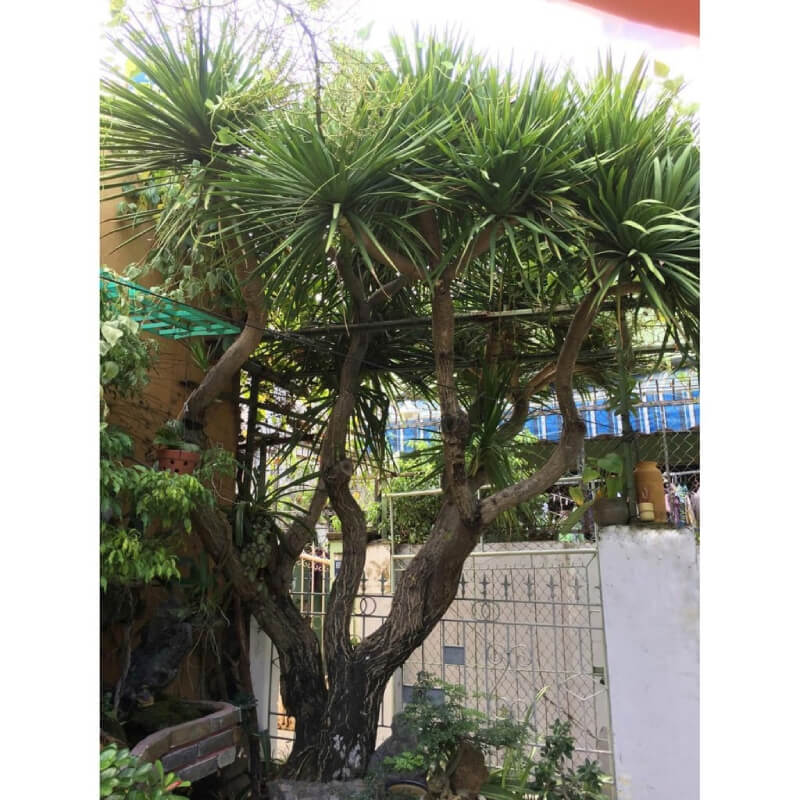 cây phong thủy trồng ngoài ban công