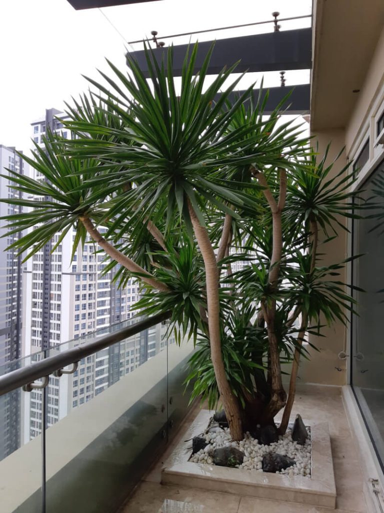 cây phong thủy trồng ngoài ban công