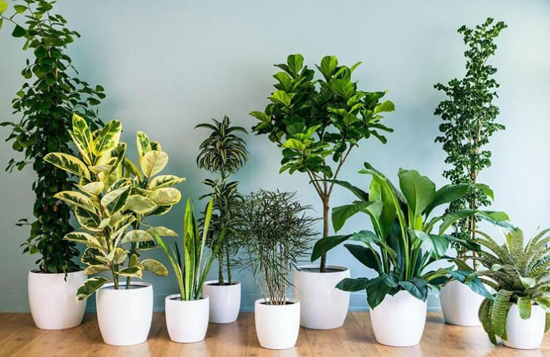 cây trồng trong nhà phong thủy