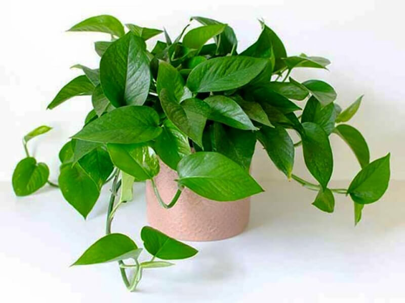 cây phong thủy văn phòng