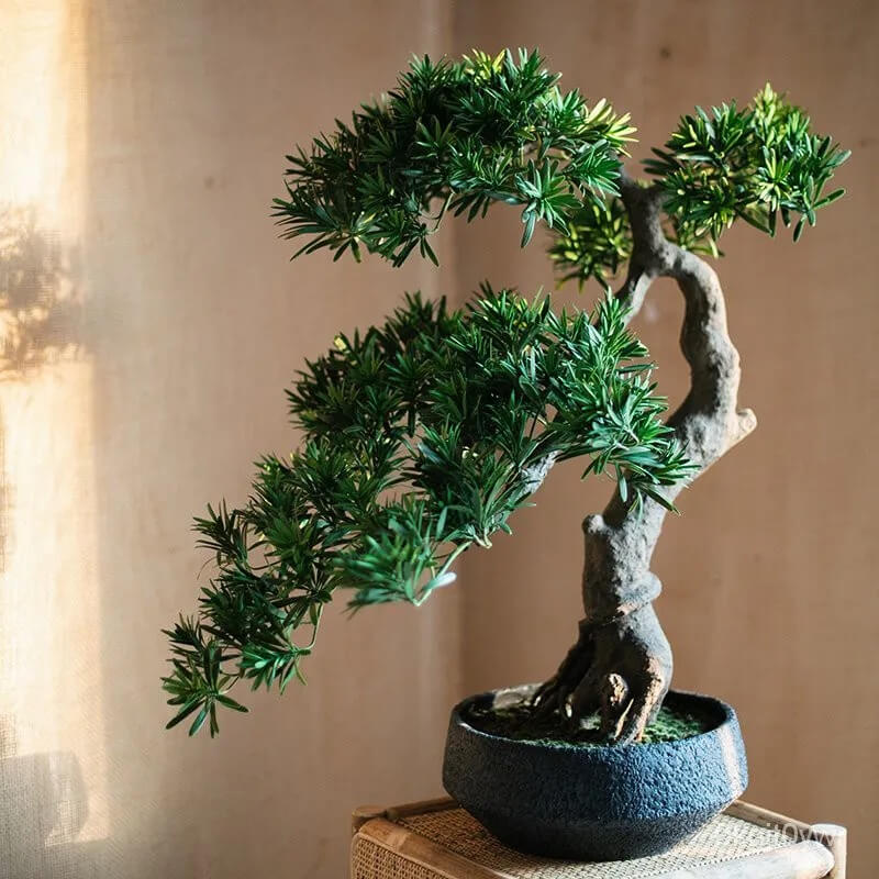 cây phong thủy trồng trong nhà
