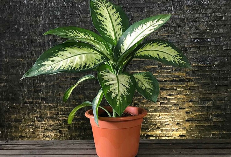 các loại cây phong thủy