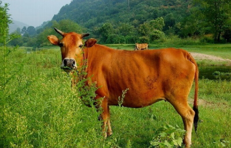 mơ thấy bò