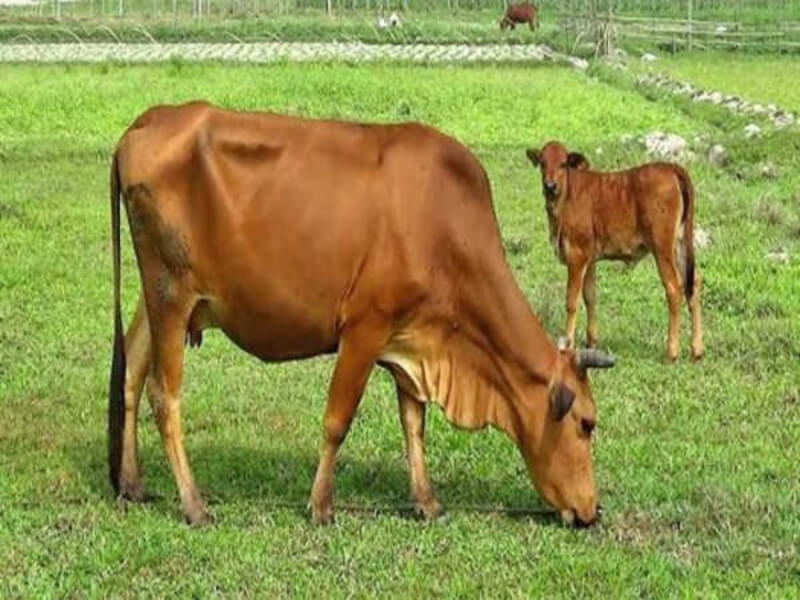 mơ thấy bò