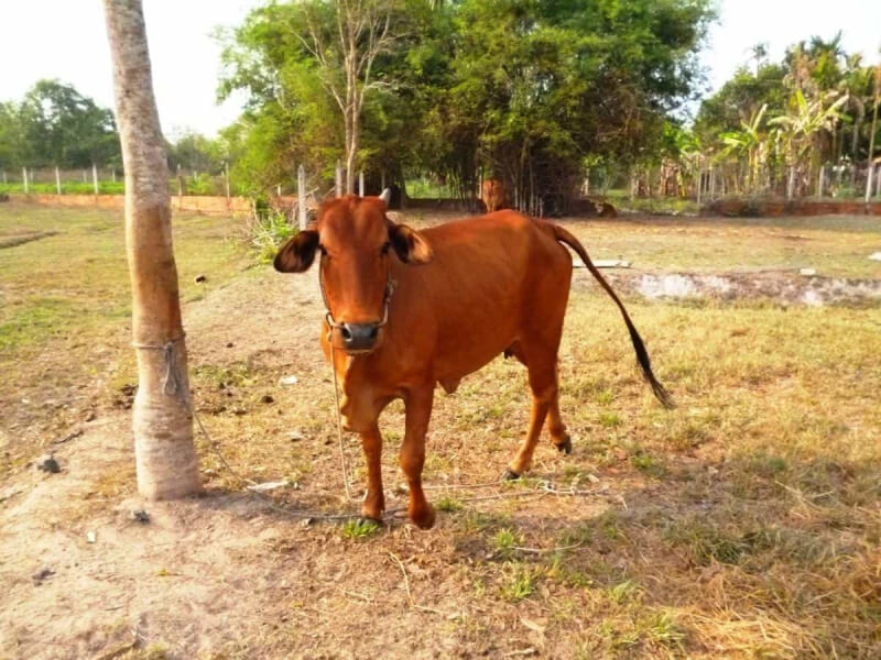mơ thấy bò đánh con gì