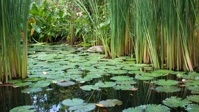 điềm báo về mơ thấy ao cạn nước