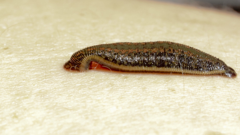 mơ thấy đĩa bám vào chân