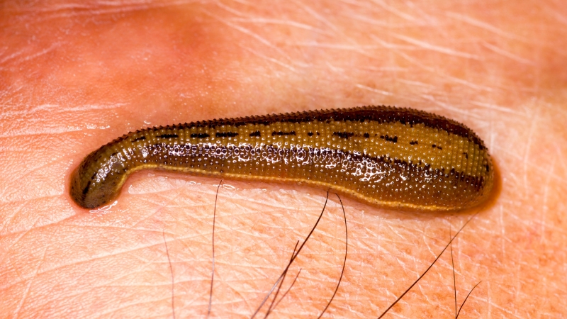 mơ thấy đĩa bám vào chân