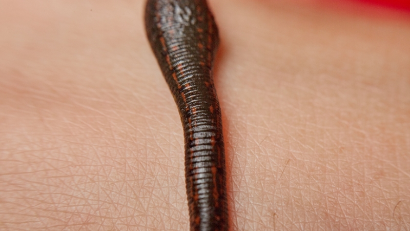 mơ thấy đĩa bám vào chân