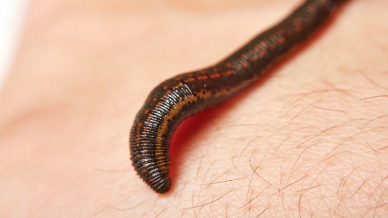 mơ thấy đĩa bám vào chân