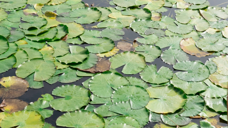mơ thấy lá sen đánh đề con gì
