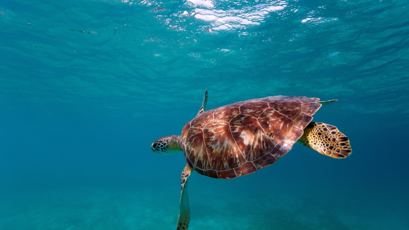 Mơ thấy rùa đánh con gì để gặp may mắn trong tài chính và công việc