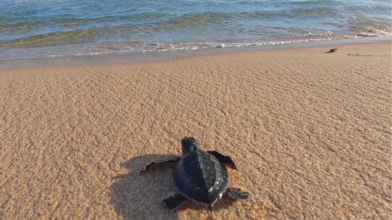 Mơ thấy rùa đánh con gì để gặp may mắn trong tài chính và công việc