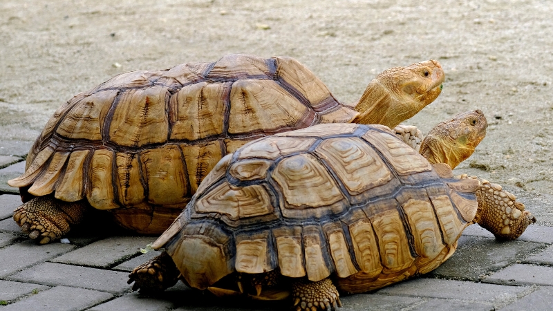 Mơ thấy rùa đánh con gì để gặp may mắn trong tài chính và công việc