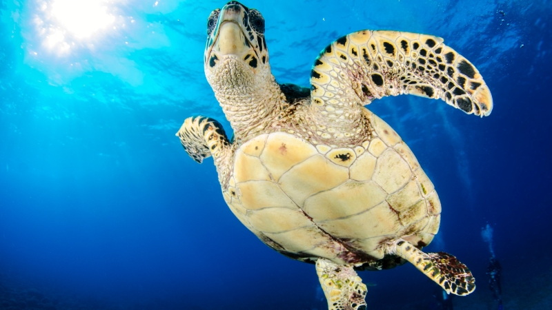 Mơ thấy rùa đánh con gì để gặp may mắn trong tài chính và công việc