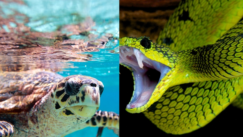 Mơ thấy rùa đánh con gì để gặp may mắn trong tài chính và công việc