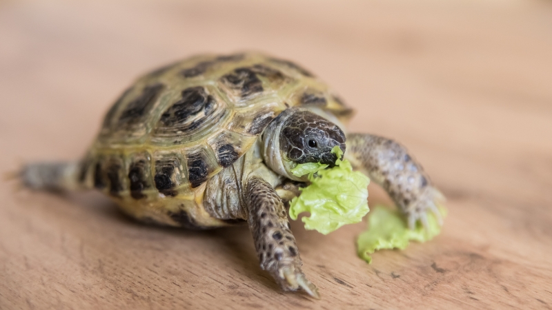 Mơ thấy rùa đánh con gì để gặp may mắn trong tài chính và công việc