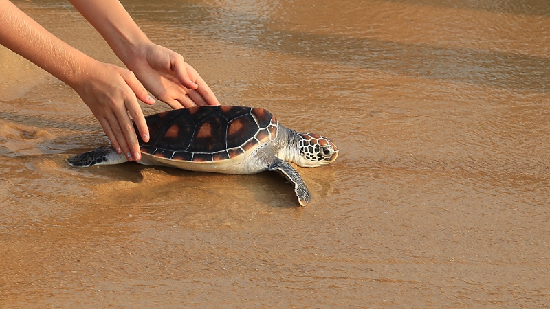 Giấc mơ thấy rùa đánh con gì, điềm báo tốt hay xấu và con số may mắn liên quan