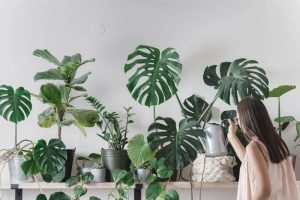 12 loại cây phong thủy theo tuổi