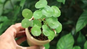 cây đồng tiền phong thủy
