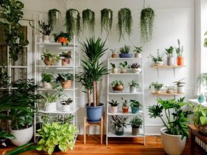 cây phong thủy cho người mệnh thủy