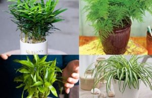 cây phong thủy hợp tuổi vợ chồng