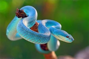 mơ ngủ thấy rắn đánh con gì