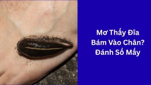 mơ thấy đĩa bám vào chân