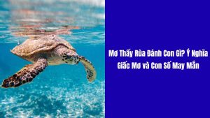 Mơ thấy rùa bò vào nhà đánh đề con gì chính xác nhất.